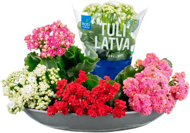 Kotimaista kerrottu tulilatva, Kalanchoe Blossfeldiana, värilajitelma, paperikääre, rk 12cm