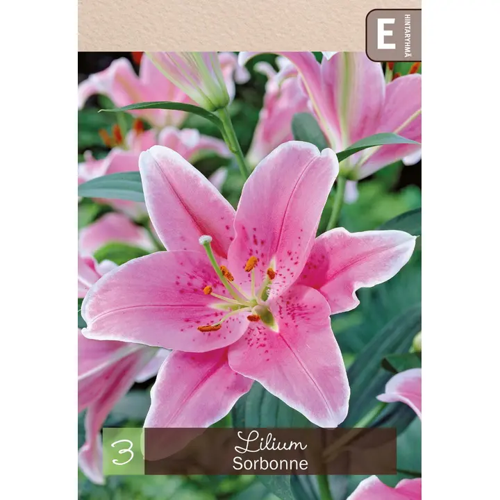 Oriental-lilja 'Sorbonne' 3kpl