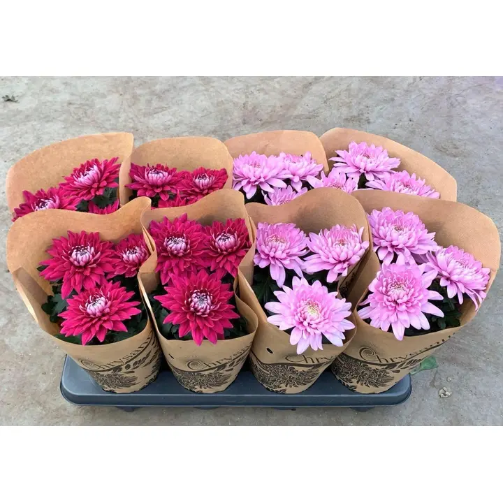 Krysanteemi, Chrysanthemum x morifolium Chrysanne 'Zembla', värilajitelma