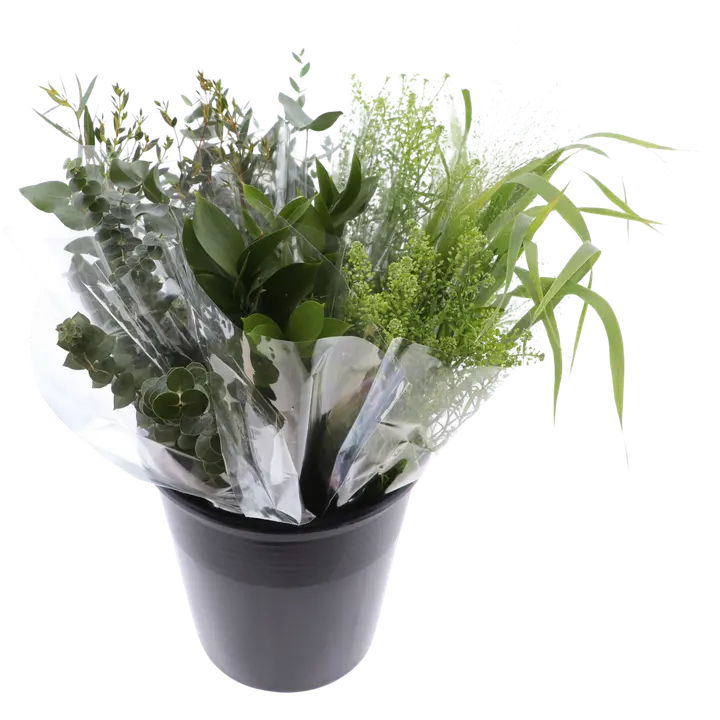 Leikkovihreä, lajitelma, 3 oksaa, 50cm