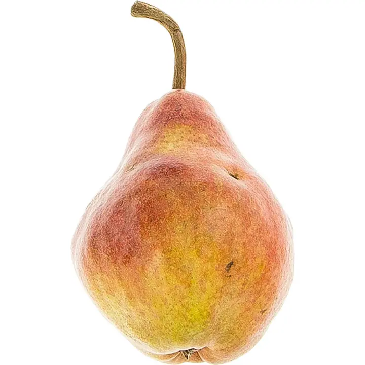 PUNAINEN MAX RED BARTLETT I ITAL 70-75m