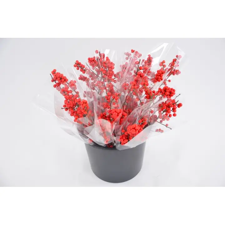 Ilexin oksa 1kpl, 50cm, blanco muovikääre