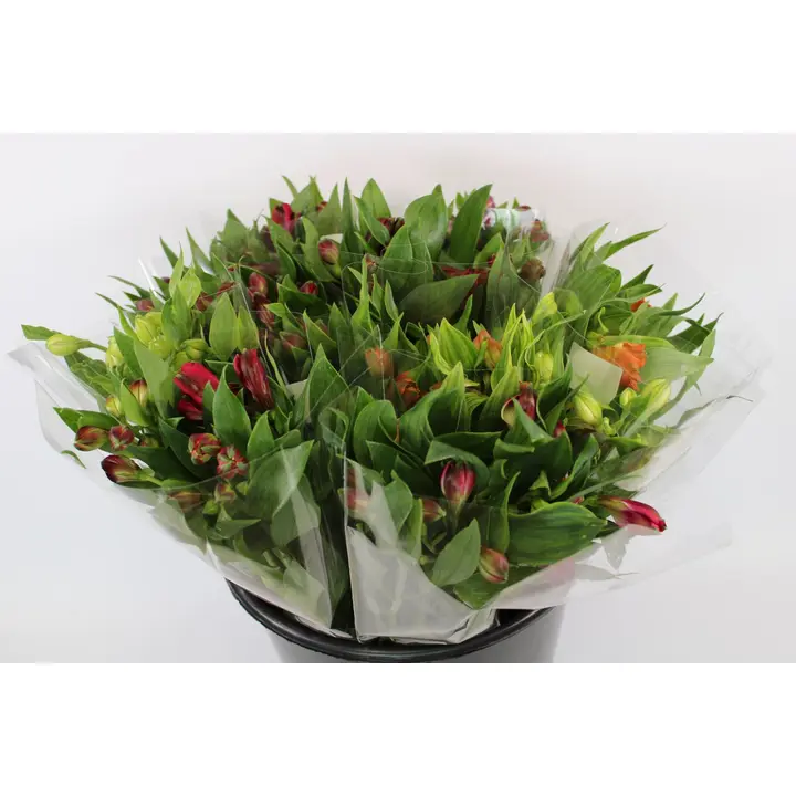 Inkalilja, lajitelma, 5 oksaa, 50cm