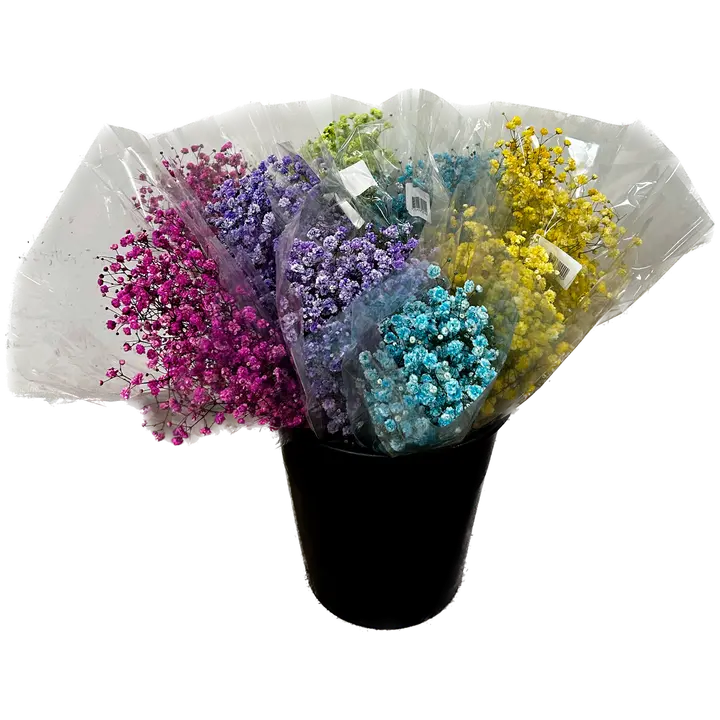 Harsokukka, värilajitelma, 3 oksaa, 50cm