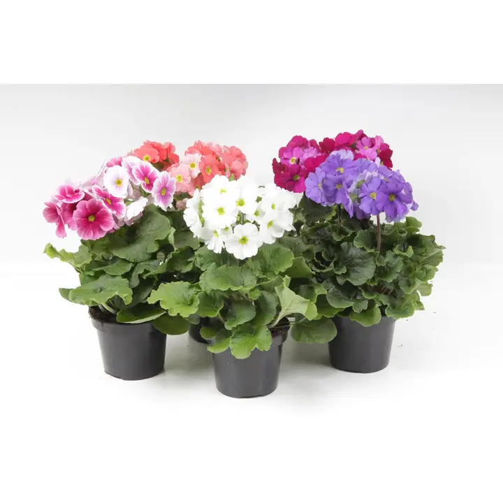 Huone-esikko mix 12 cm