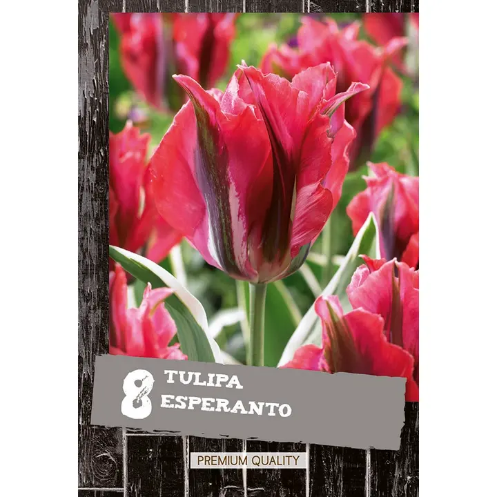 Tulppaani Hollywood Star 8kpl