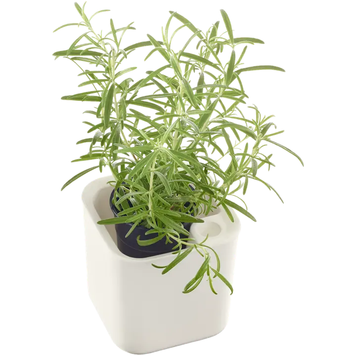 Orthex yrttiruukku Eden Recycled 12x12 cm