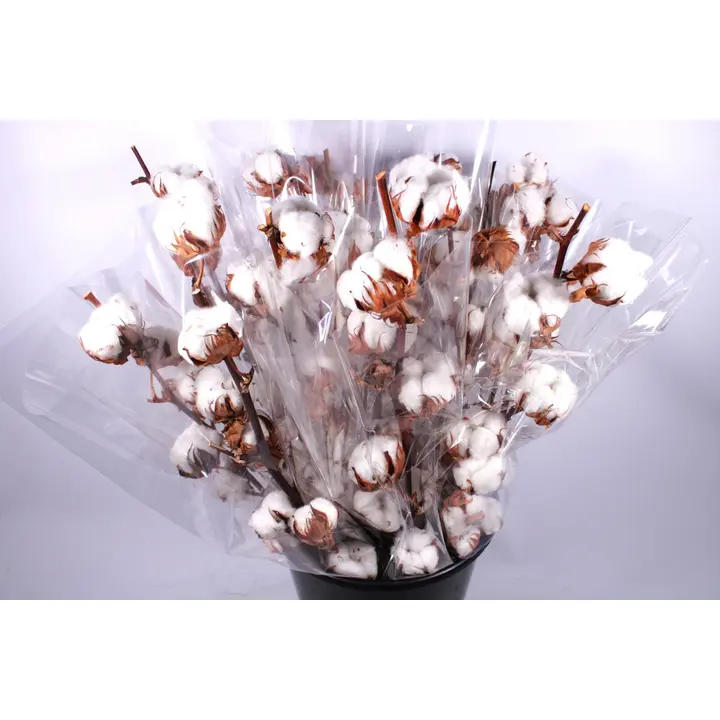 Puuvillanoksa, 1 oksa, 50cm