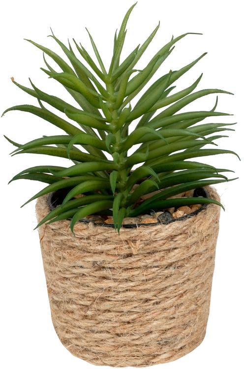 Tekokasvi juuttiruukussa D 12cm
