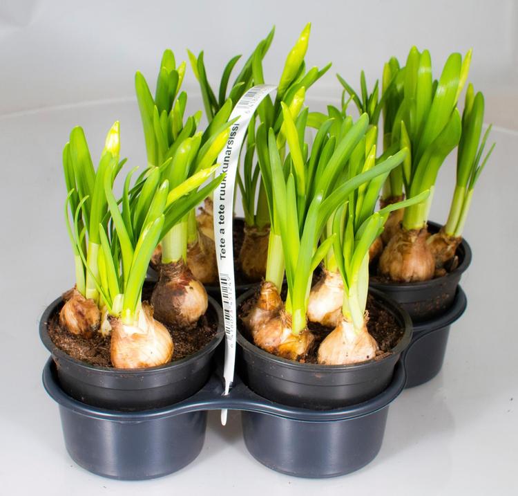 Narsissi Tete a Tete 4-pack, kantokahva