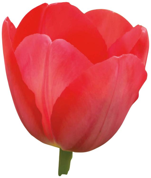 Tulppaani Van Eijk Z11-12, 7kpl