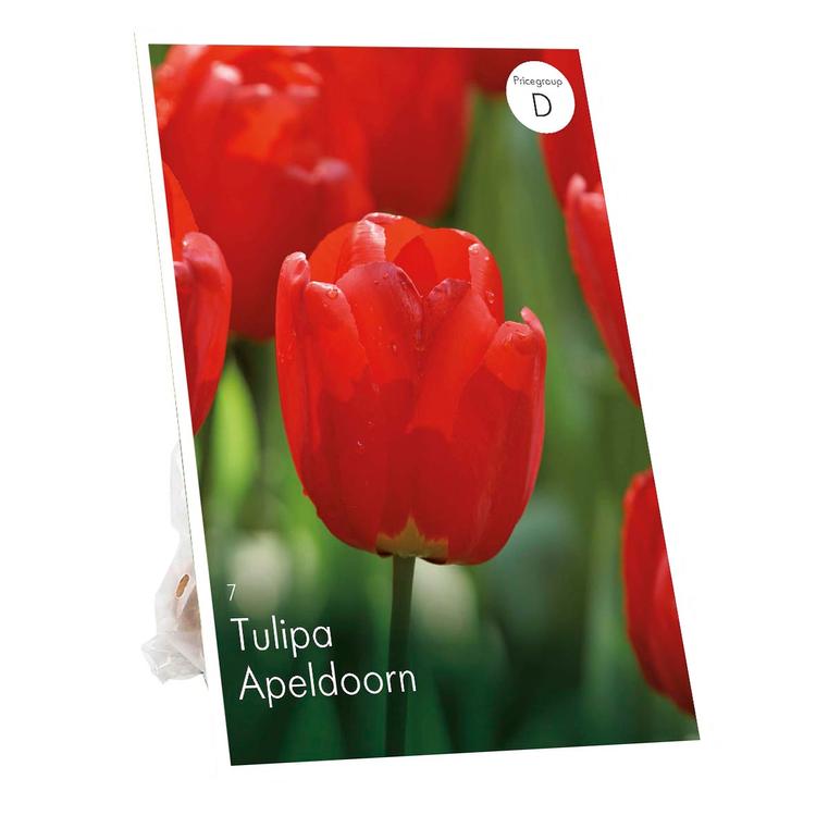 Tulppaani Apeldoorn Z11-12, 7kpl