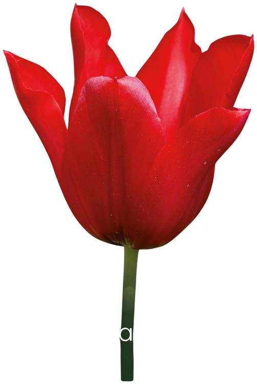 Tulppaani Pretty Woman Z11-12, 7kpl