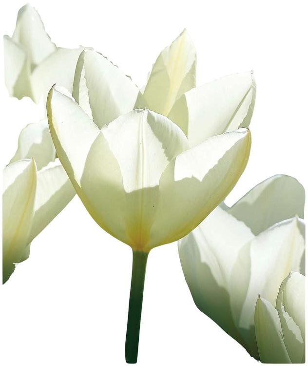 Tulppaani Purissima Z11-12, 7 kpl