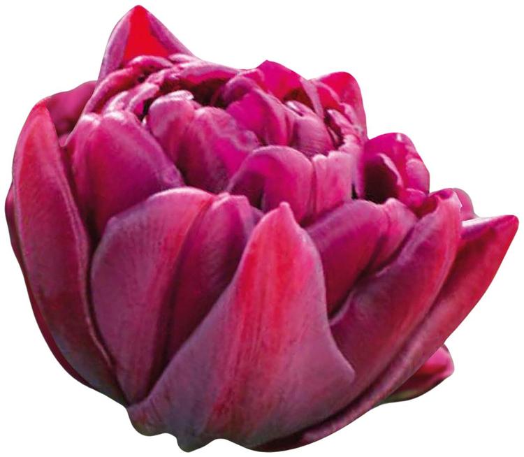 Tulppaani Alison Brandly Z11-12, 7kpl