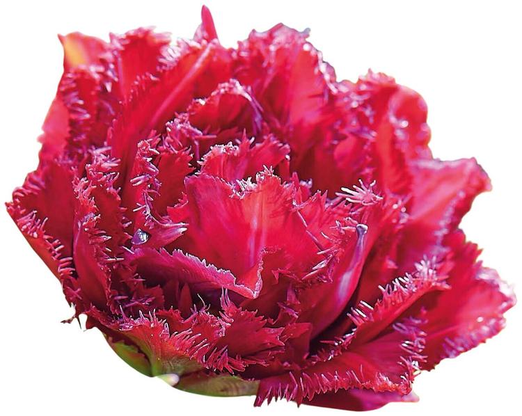Tulppaani Cranberry Tistle Z11-12, 7kpl