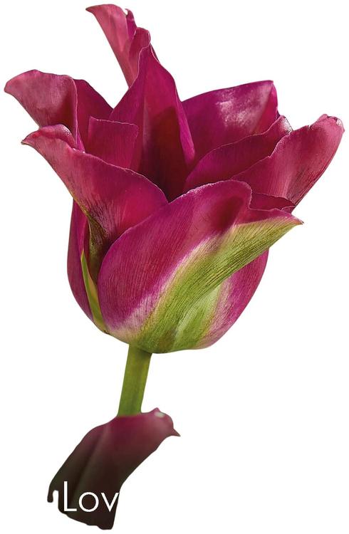 Tulppaani Green Love Z11-12, 7kpl