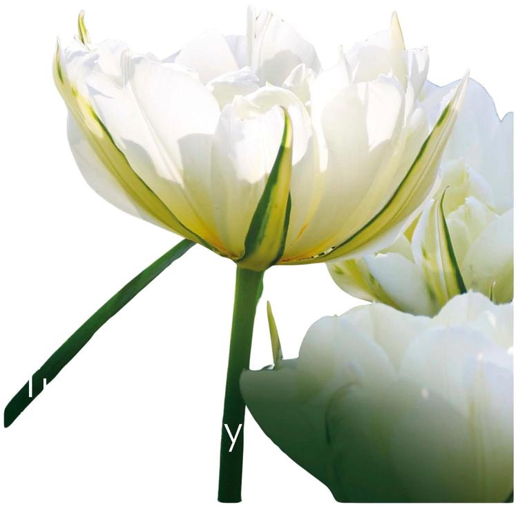 Tulppaani White Valley Z11-12, 7kpl