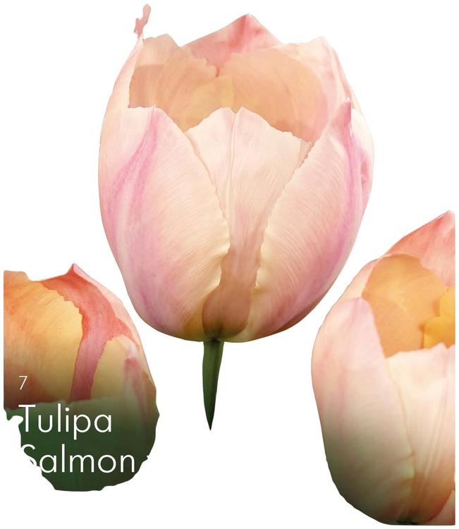 Tulppaani Salmon van Eijk Z11-12, 7kpl