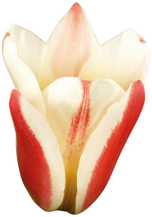 Tulppaani Tarafa Z11-12, 7kpl