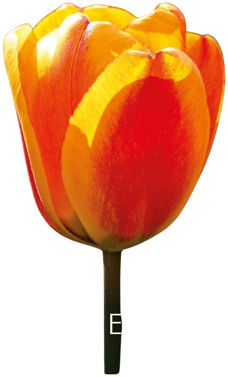 Tulppaani Apeldoorn's Elite Z11-12, 7kpl