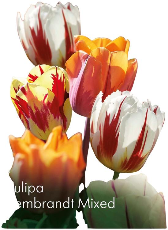 Tulppaani Rembrandt sekoite Z11-12, 7kpl