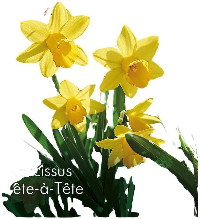Narsissi Tete a Tete Z10-12, 7kpl