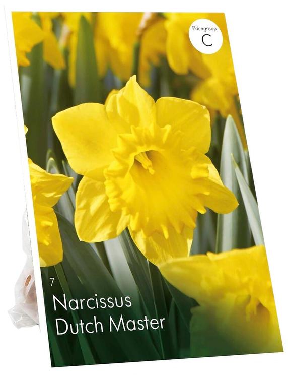 Narsissi Dutch Master Z10/12, 7kpl
