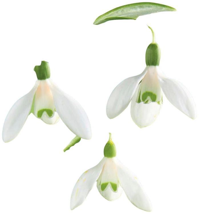 Turkinlumikello 4/5, 12kpl