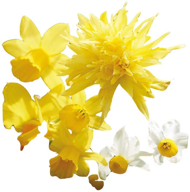 Narsissi Botanical sekoite Z10/12, 20kpl