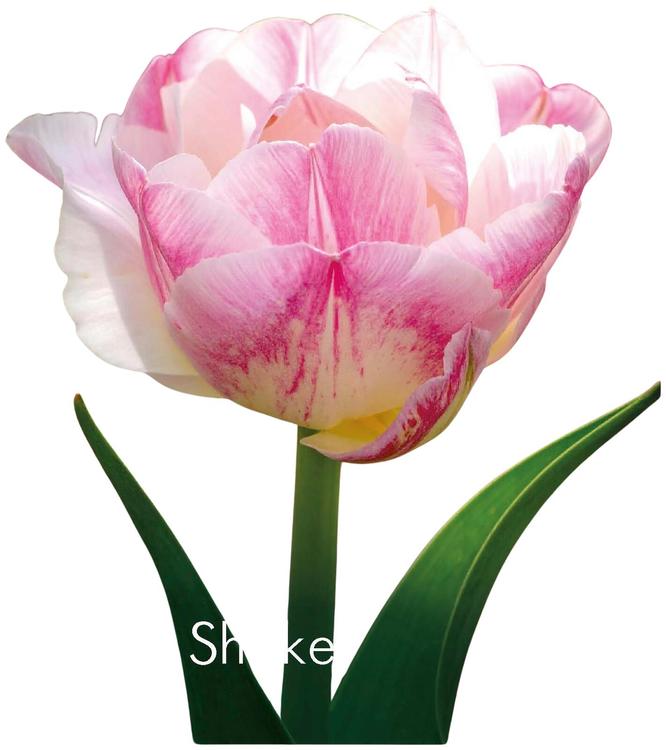 Tulppaani Double Shake 11/12, 7kpl