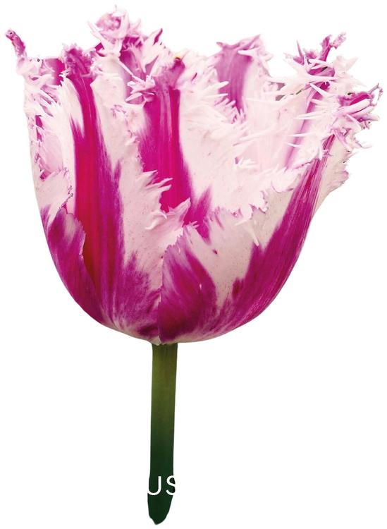 Tulppaani Purple Circus 11/12, 7kpl