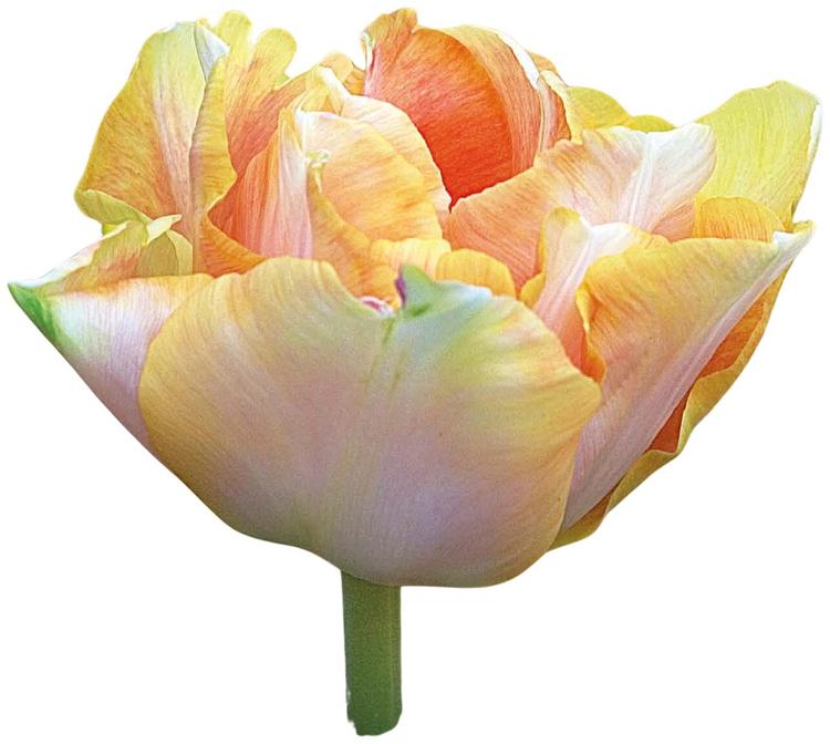 Tulppaani Charming Lady 11/12, 7kpl