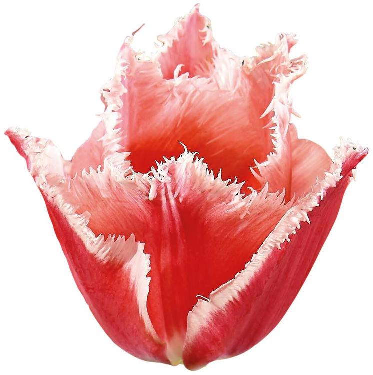 Tulppaani Bel Song 11/12, 7kpl